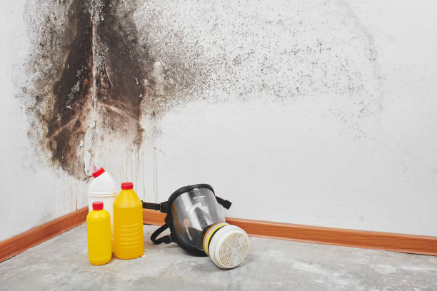 Best Attic Mold Removal  in Pocahontas, AR