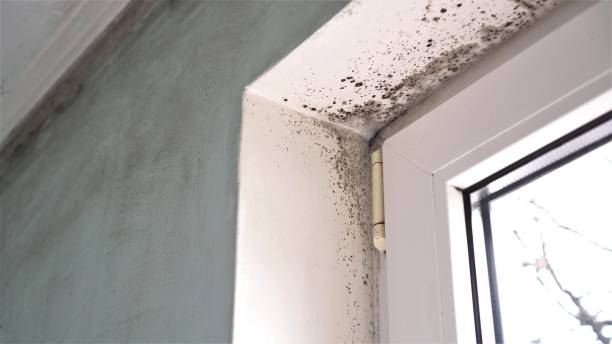 Best Fast Mold Removal  in Pocahontas, AR