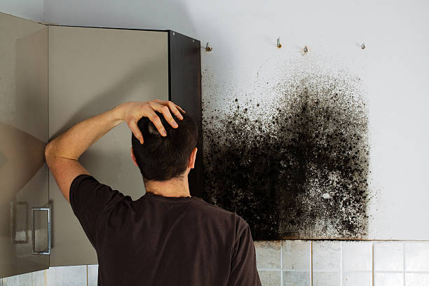 Best Mold Damage Repair  in Pocahontas, AR