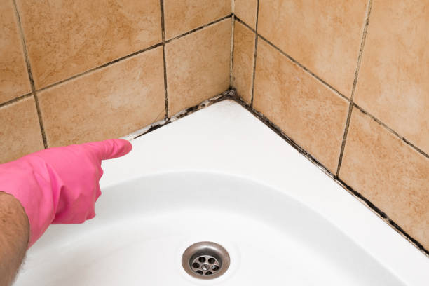 Best Black Mold Removal  in Pocahontas, AR